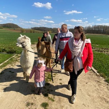 Menschen wandern mit Alpakas